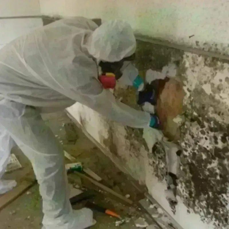 Mold Remediation and Removal in Suffolk County, MA